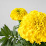 Tagetes erecta (Clavel de la india)