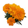 Tagetes patula (Clavel de moro)