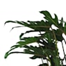 Philodendron xanadu