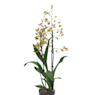 Orquídea Cambria