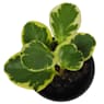 Peperomia (varias especies)