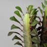 Euphorbia trigona rubra