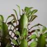 Euphorbia trigona rubra