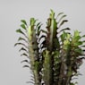 Euphorbia trigona rubra