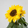 Girasol (Helianthus annuus)