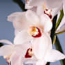 Orquídea Cymbidium