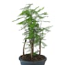 Bonsai metasequoia (bonsai larix acer metasequoia)