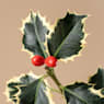 Acebo ilex mini (varios colores)