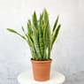 Sansevieria trifasciata 'Laurentii'