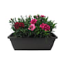 Clavel - Dianthus caryophyllus 'Ten Nelke'