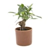 Bonsai Ficus Gingeng (Ficus microcarpa 'Ginseng')