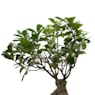 Bonsai Ficus Gingeng (Ficus microcarpa 'Ginseng')