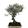 Bonsai Olivo (Olea europaea)