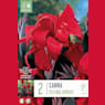 Bulbos de Canna indica 'Red King Humbert'