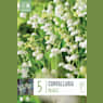 Bulbos Convallaria Majalis Blanco 5 uds