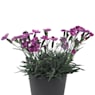 Clavel (dianthus cultivars diantica)