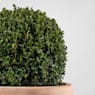 Boj bola (Buxus microphylla 'Faulkner')