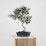 Bonsai Olivo (Olea europaea)