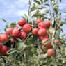 Manzano Silvestre (Malus Pendula "Red Jade")