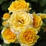 Rosal mini gold symphonie amarillo 2 litros