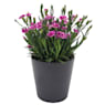 Clavel (dianthus pink kisses)