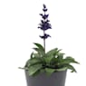 Salvia azul (salvia farinacea)