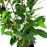 Laurel (laurus nobilis)