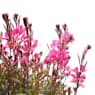 Gaura (Oenothera lindheimeri)