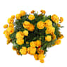 Tagetes patula (Clavel de moro)