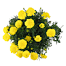 Tagetes patula (Clavel de moro)