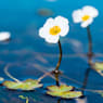 Ranúnculo acuático (ranunculus aquatilis) - Planta palustre de estanque