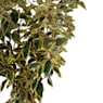 Eleagnus (eleagnus x ebbingei limelight)