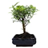 Bonsai Operculicarya (Zanthoxylum Pimienta japonesa)