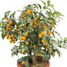 Calamondín arbustivo (citrusfortunella mitis)