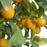 Calamondino (Citrofortunella microcarpa)