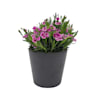 Clavel (dianthus pink kisses)