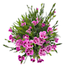 Clavel (dianthus pink kisses)