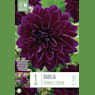 Bulbos de Dahlia 'Thomas A. Edison'