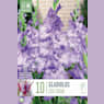 Bulbos gladiolus côte d´ azur morado 10uds