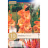 Bolsa 10 bulbos gladiolus theresa