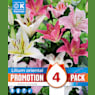 Bulbos Lilium Oriental Mix Colores 4uds