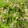 Boronia crenulata