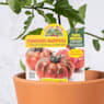 Tomate injertado Marmande - Planta de huerto