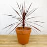 Dracaena Cordyline australis 'Red Star'