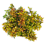 Coprosma evening glow