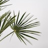 Palmito (chamaerops humilis)