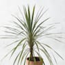 Dracaena indivisa dazzler (cordyline australis dazzler)