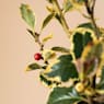 Acebo (Ilex aquifolium 'Argentea Marginata')