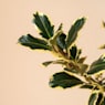 Acebo (Ilex aquifolium 'Argentea Marginata')