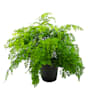 Helecho Adiantum raddianum 'Fragans'